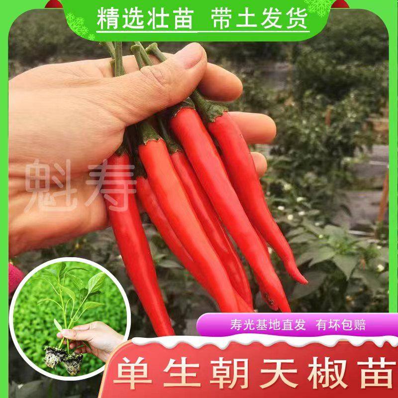 中科茂华单生美人指朝天椒