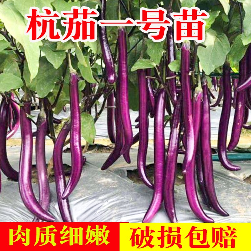 杭茄一号线茄子苗种子蔬菜秧苗白茄黑长紫长茄圆茄花茄子带土苗籽