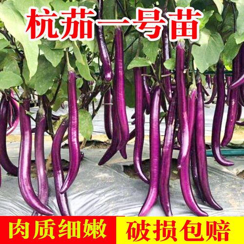 杭茄一号线子苗种蔬菜秧白