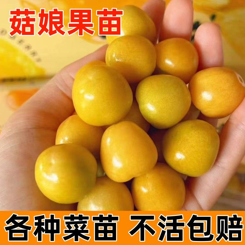菇娘果苗秧盆栽黄圣女灯笼
