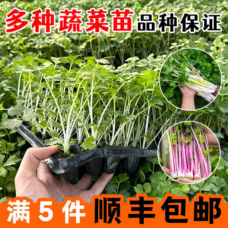 各种蔬菜苗阳台菜友专用苗辣椒苗圣女果苗西瓜苗黄瓜苗茄子苗四季