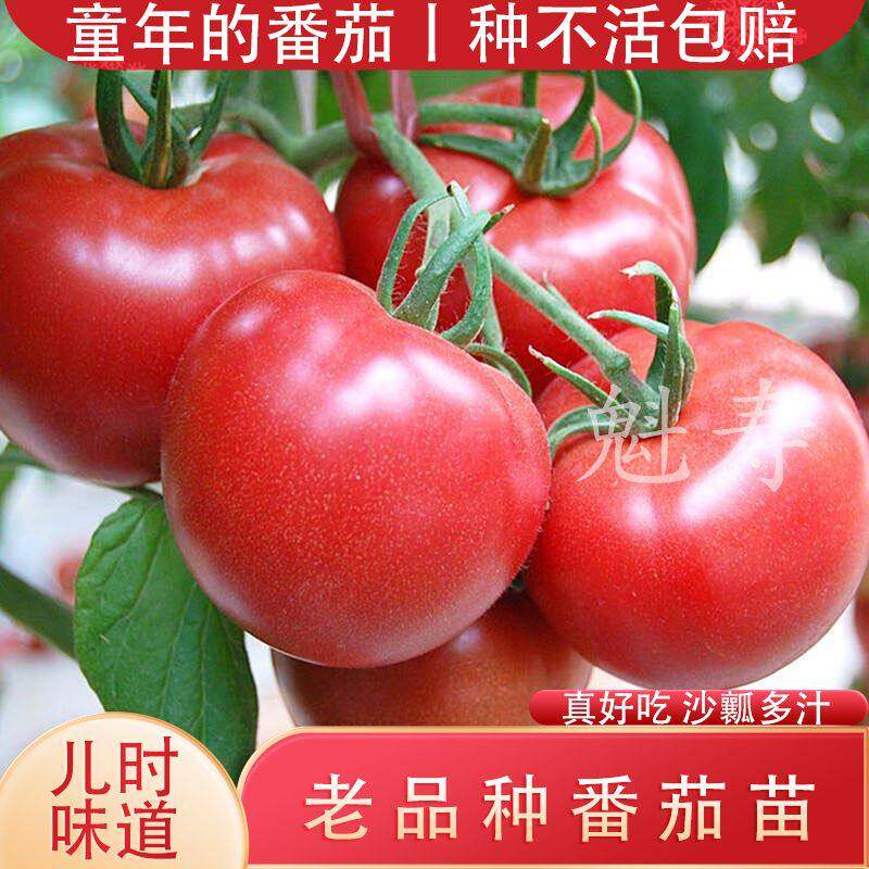 老品种沙瓤番茄苗大粉西红