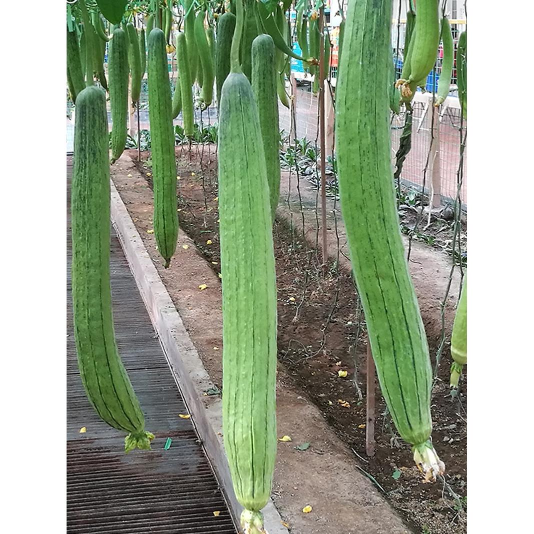 农家大肉丝瓜蔬菜籽孑四春