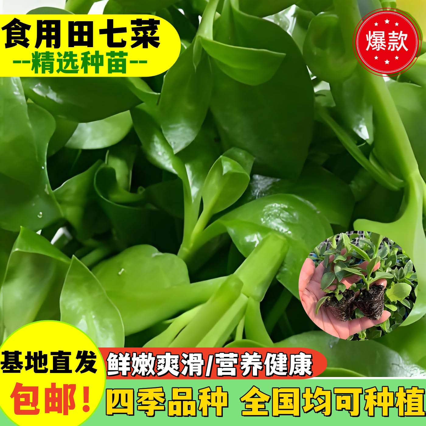 田七种苗春夏四季播阳台盆