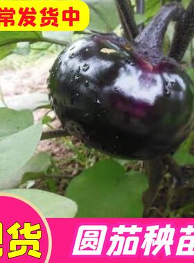 圆茄子苗高产快茄幼苗黑紫色特大茄苗苗子口感好四季种植蔬菜秧苗