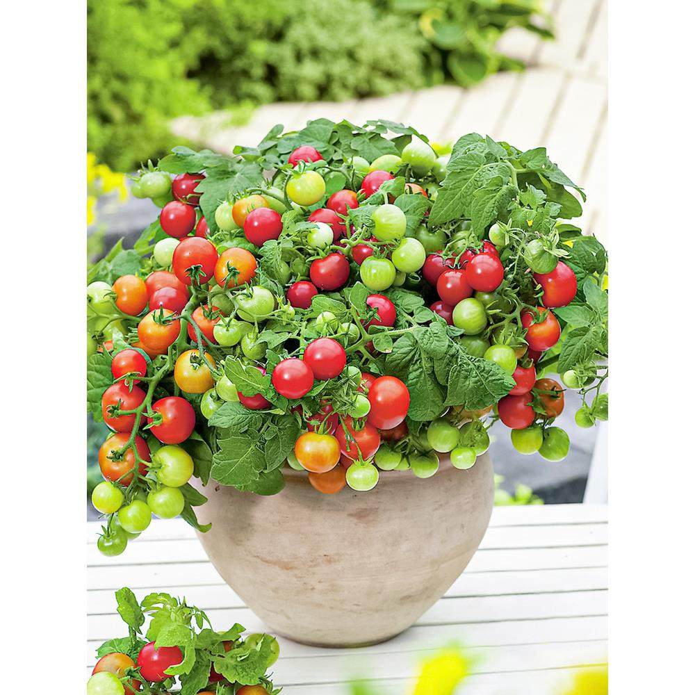 小番茄苗秧矮生阳台盆栽蔬