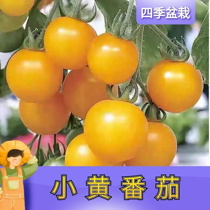 四季小番茄种苗千禧圣女果