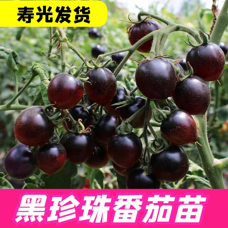 顺丰黑珍珠番茄新鲜现摘巧克力西红柿生吃山东寿光黑钻小番茄沙瓤