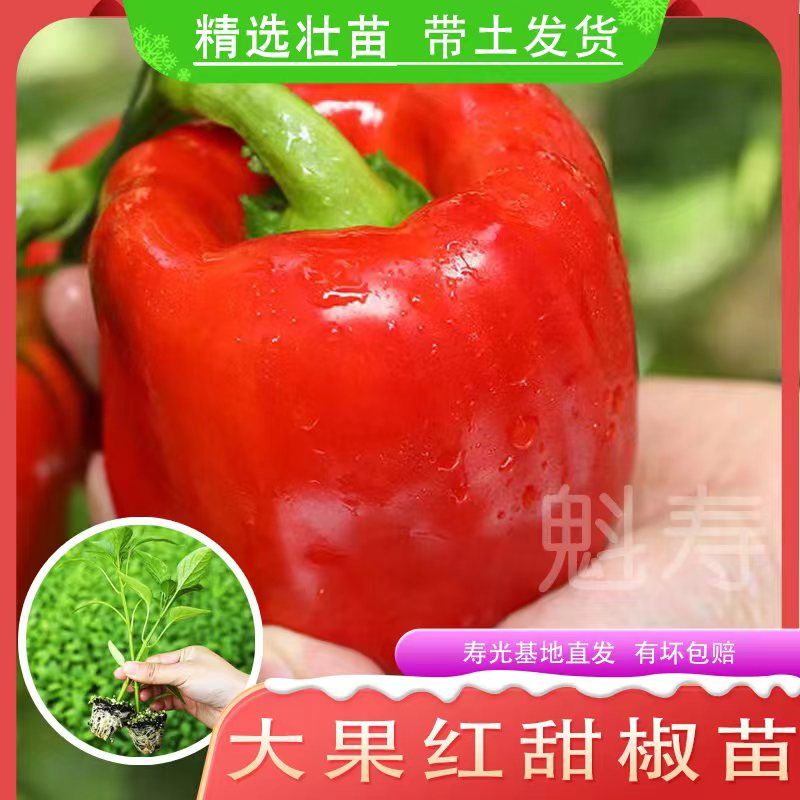 高产红彩椒苗菜甜辣蔬春播