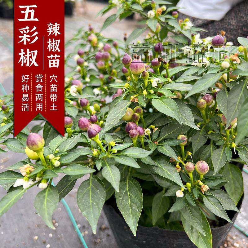 七彩辣椒苗带土球色子四季
