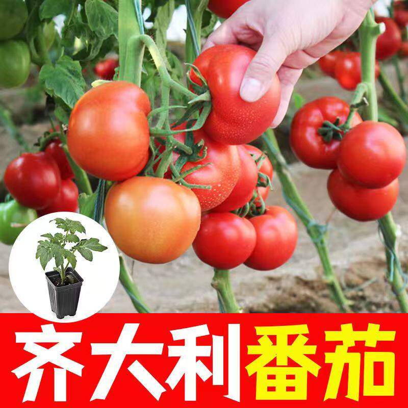 大红番茄苗嫁接四季盆栽可