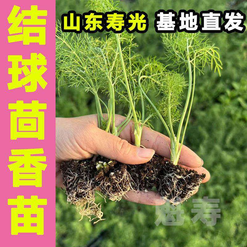 结球茴香苗秧种子四季盆栽