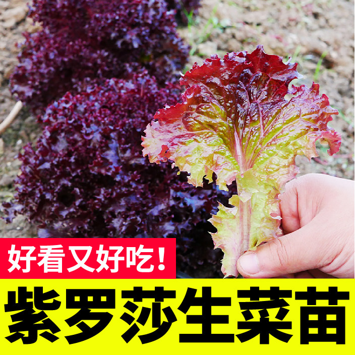 紫罗莎生菜秧苗幼四季阳台