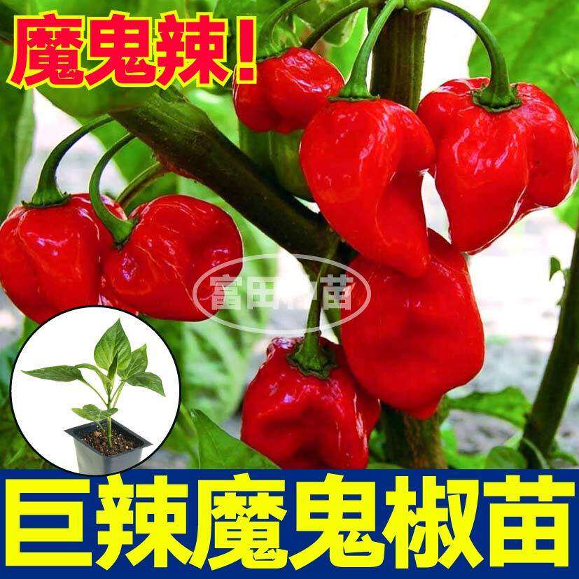 巨辣印度魔鬼椒苗秧带土球