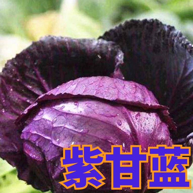 紫甘蓝菜苗种苗包菜苗籽包心菜苗子秋季籽种蔬菜苗孑菜苗卷心菜