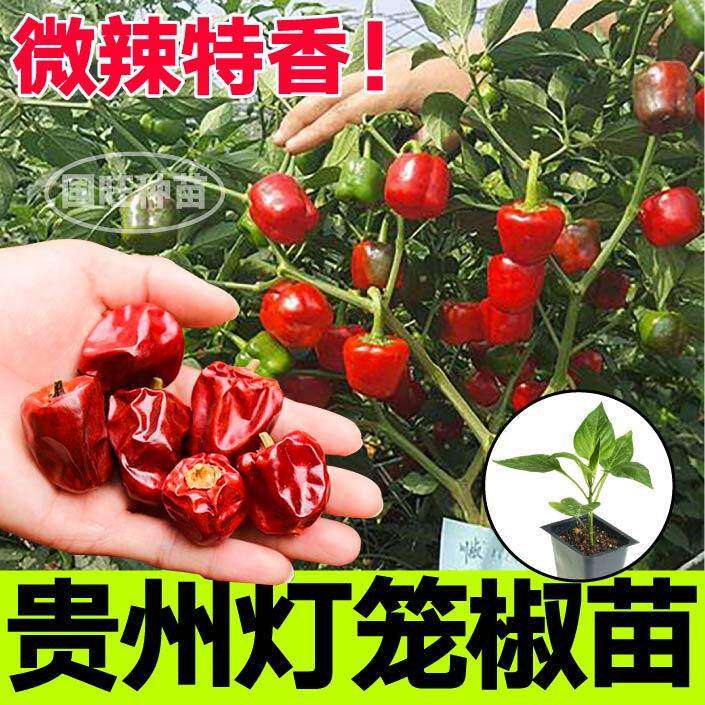 贵州灯笼椒秧苗带土球微辣