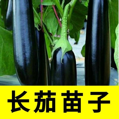 正宗黑长茄苗子阳台盆栽