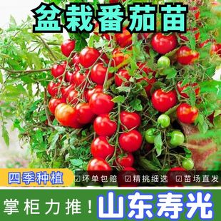 矮生盆栽櫻桃小番茄種苗圣女果西紅柿陽(yáng)臺(tái)種籽秧苗四季 蔬菜苗種籽