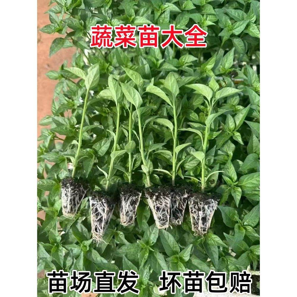 四季辣椒苗番茄子黄瓜西甘