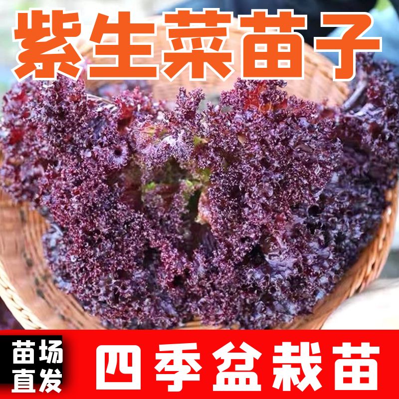 紫生菜苗子紫生菜秧苗四季蔬菜苗