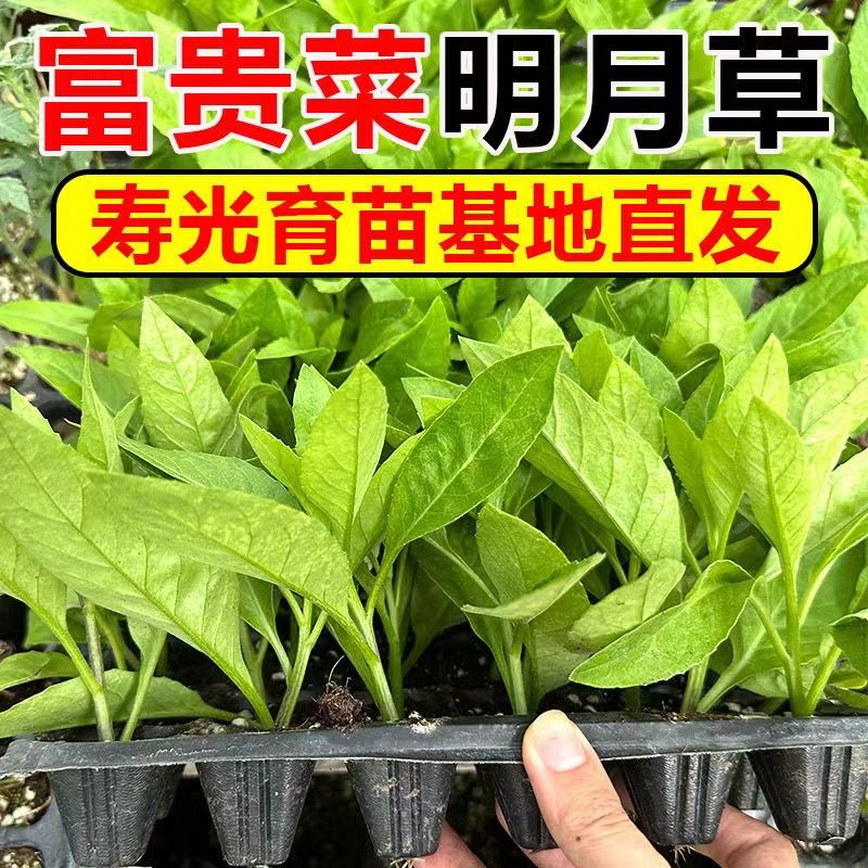 明月草苗盆栽种白背菜富贵