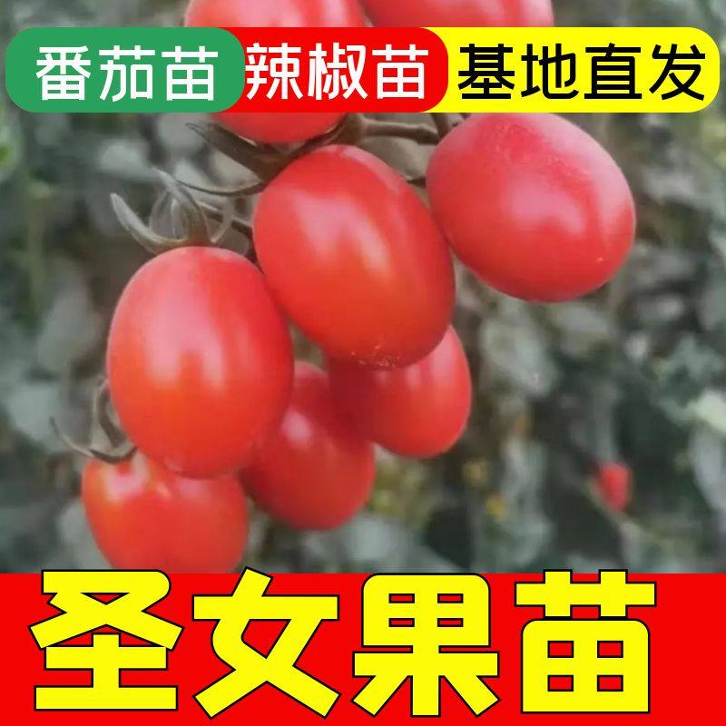 四季小番茄苗子千禧圣女果