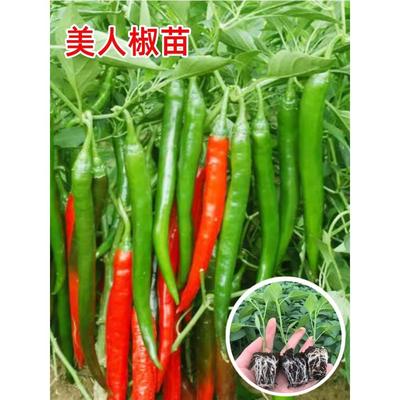 美人椒苗辣秧红长线二荆条