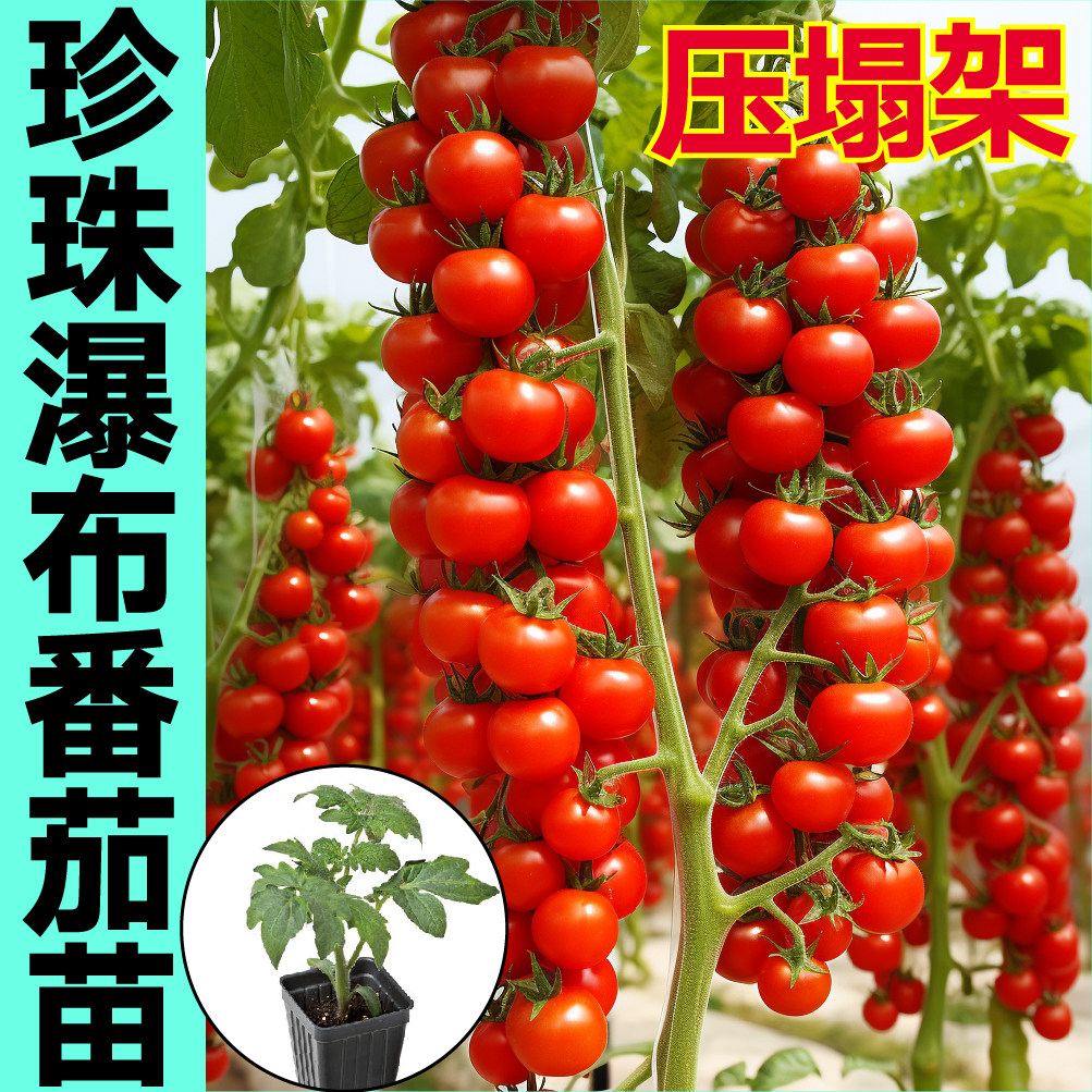 爆甜红珍珠瀑布小番茄苗秧