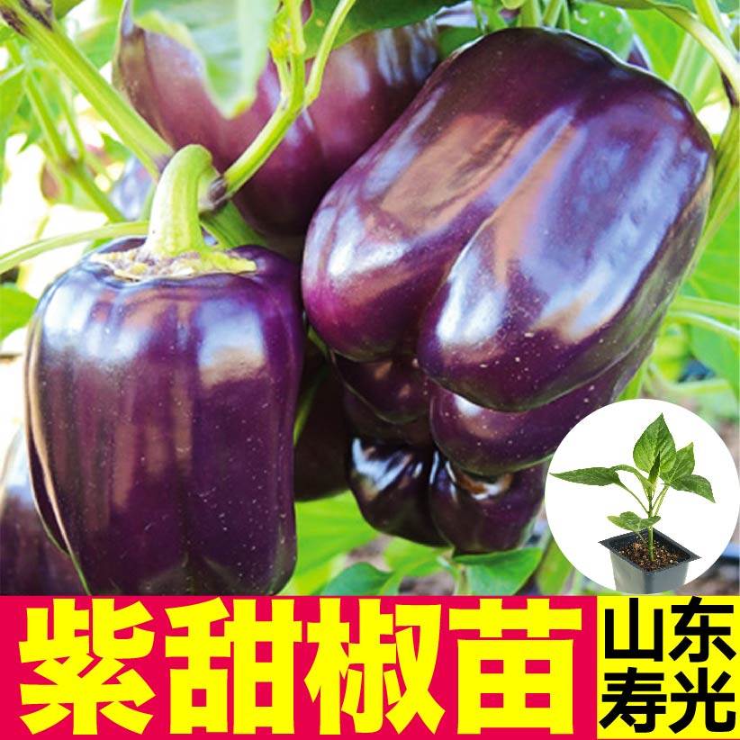 寿光紫甜椒苗秧大果红黄绿