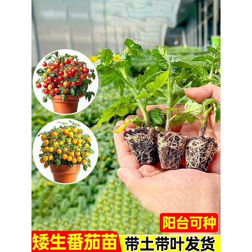 超甜矮生盆栽番茄苗秧红黄