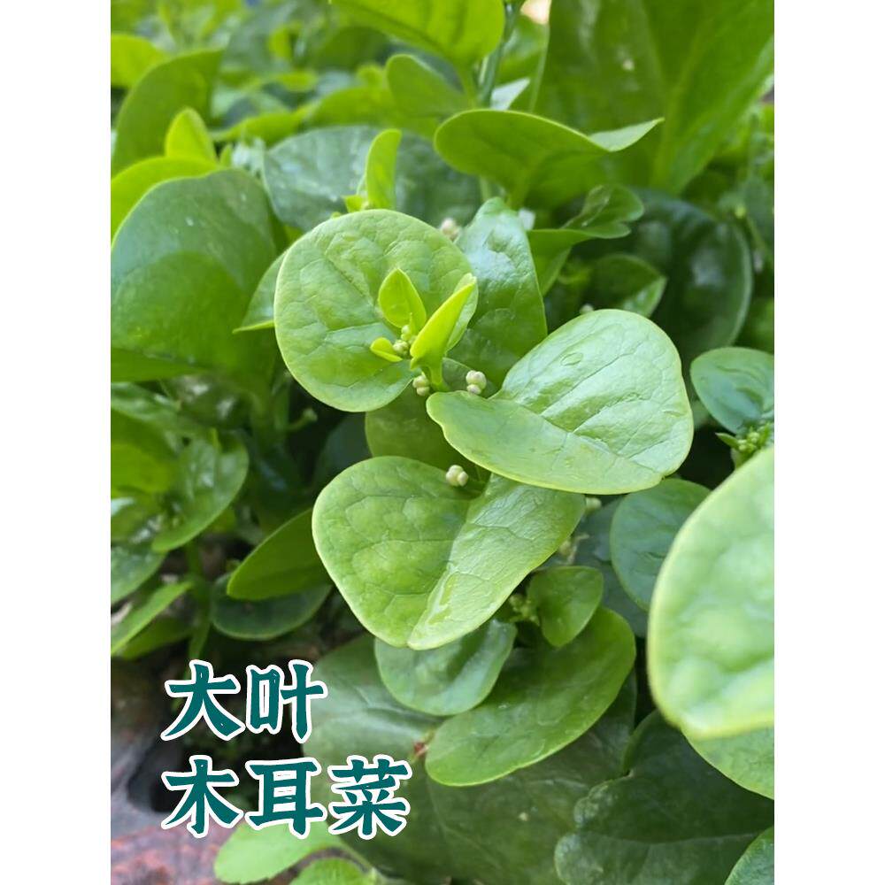 大叶木耳菜种子苗圆小青落