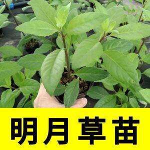 明月草苗子明月草秧苗四季蔬菜苗
