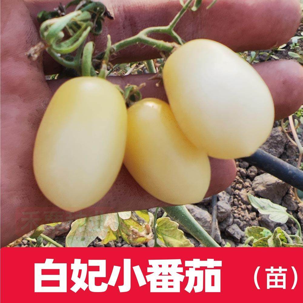 白妃番茄苗秧正宗糖度高樱