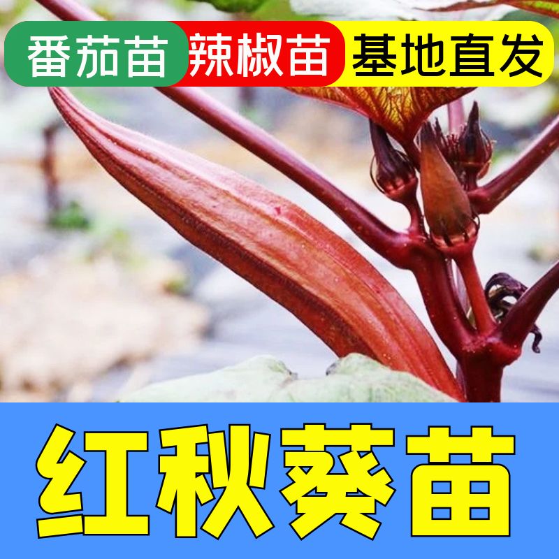 红秋葵苗子种苗秧菜苗水果农家春季菜苗四季盆栽秋葵苗蔬菜孑苗秧