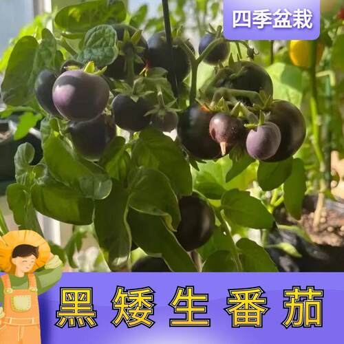 黑矮生番茄苗子秧苗红矮生樱桃小番茄种苗黄圣女苗四季阳台盆栽苗