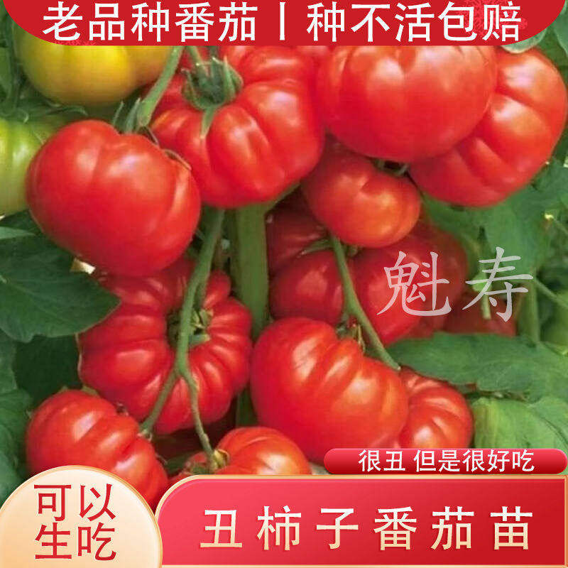 老品种牛排番茄秧苗马蹄子