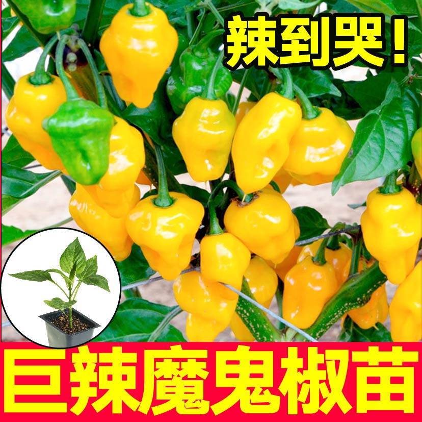 印度断魂椒红黄魔鬼苗秧种