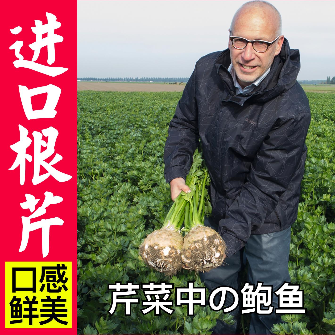 进口根芹种子苗秧皇后西籽