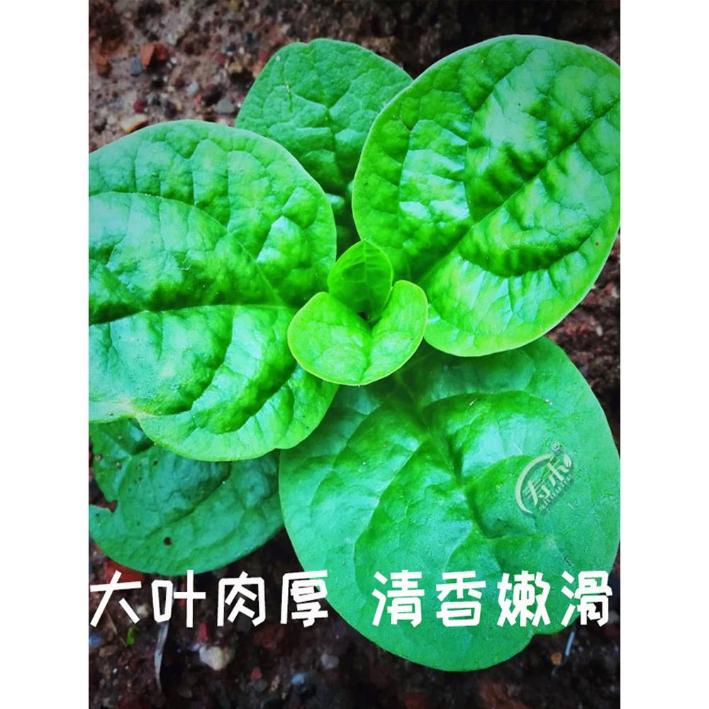 大叶木耳菜种子籽孑苗四季