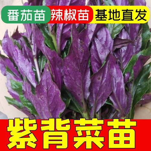 正宗紫背菜苗子阳台盆栽