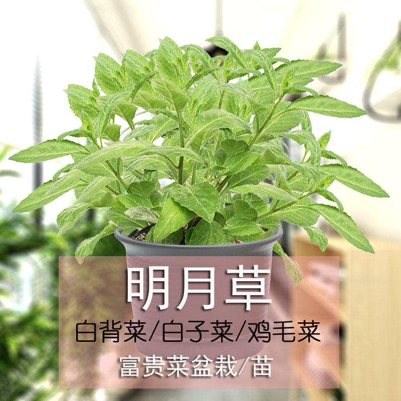 明月草苗白子菜食用绿植种