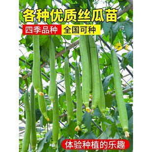 肉丝瓜种子苗特大四季巨型蔬菜秧孑子北方秧苗幼苗瓜类种籽南方种
