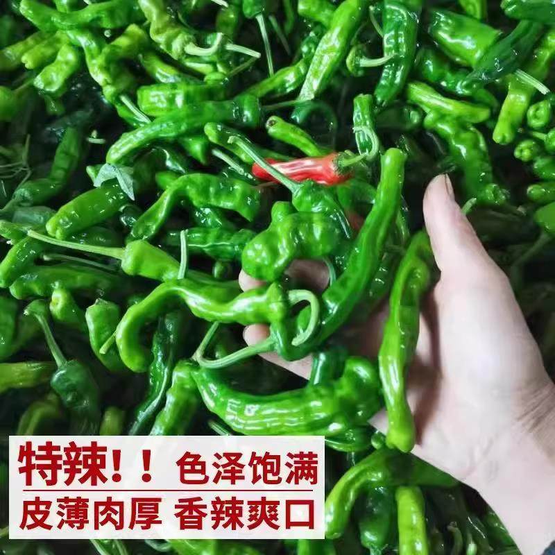 本地土辣椒苗秧农村老品种