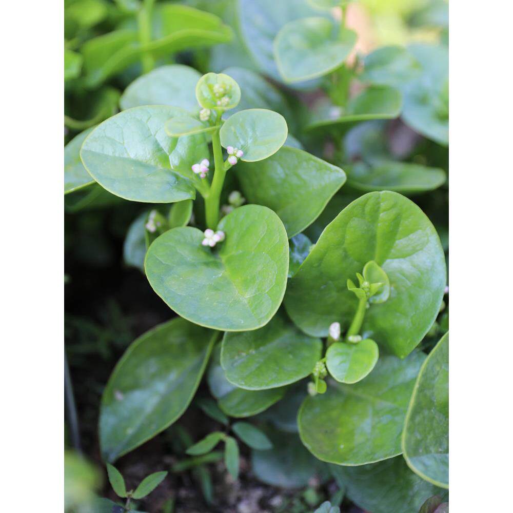 大叶木耳菜阳台种子盆栽菜种爬藤蔬菜种籽四季南方秧孑冬季菜苗