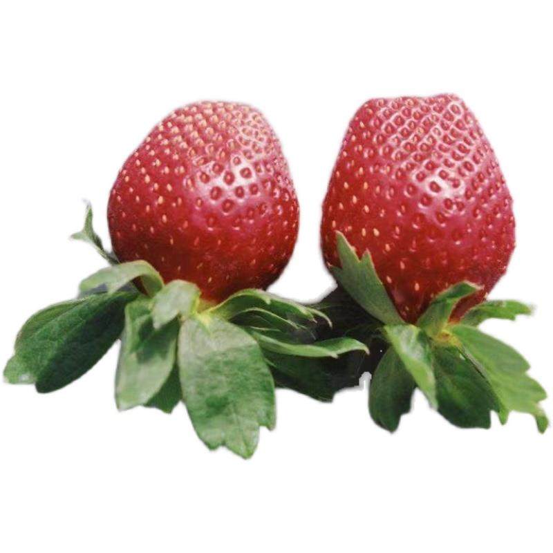 盆栽草莓苗 小盆苗 隋珠 真红美玲 金刚2号 妙香7 建德白露