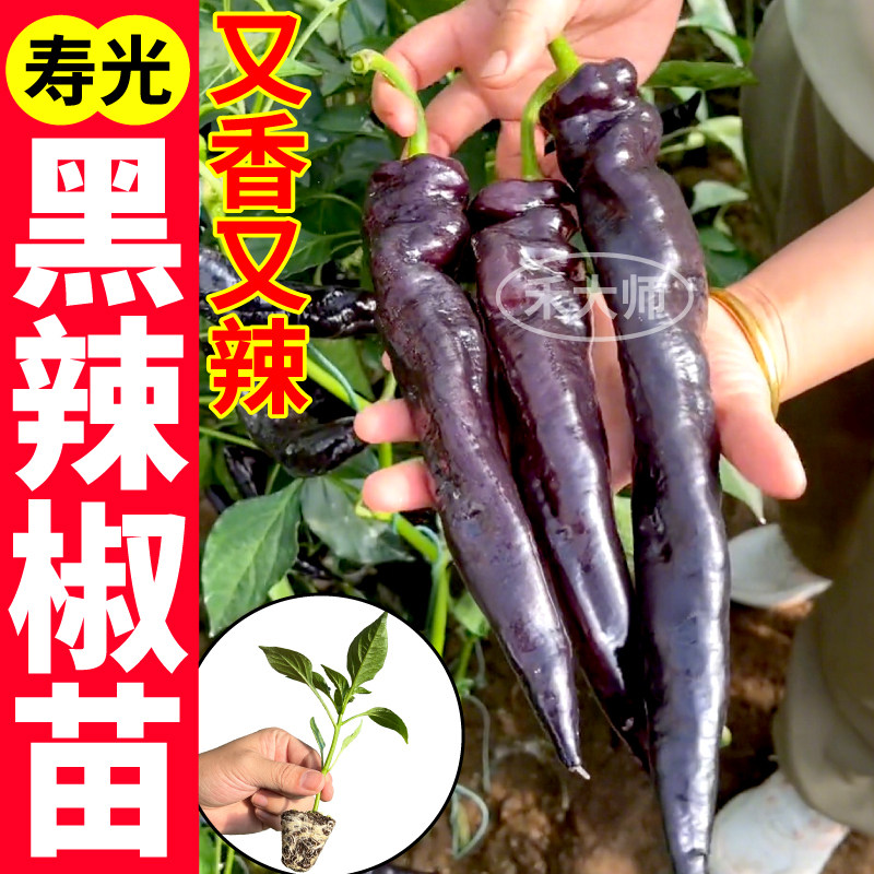 寿光黑辣椒苗秧四季高产紫
