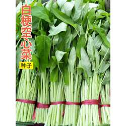 白梗空心菜种子通心菜柳叶种籽南方博白苗秧蔬菜孑菜苗四季水种植