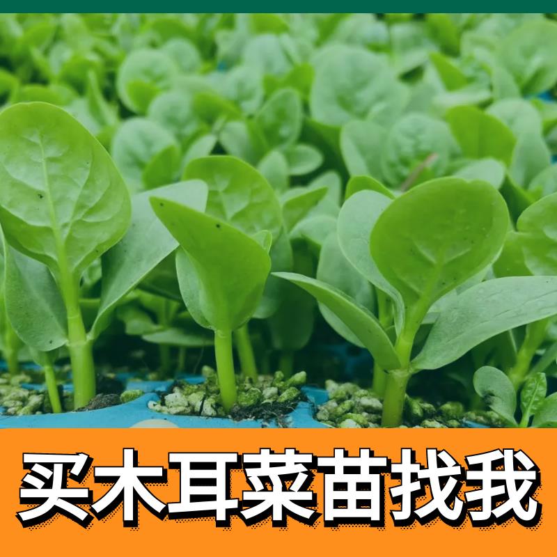 厚肉大叶木耳菜四季盆栽阳