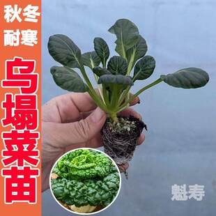 乌塌菜苗好吃高钙保健蔬菜养心菊花菜耐寒易栽种四季庭院蔬菜种苗