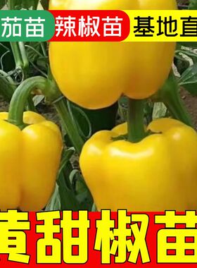 黄色甜椒苗子苗灯笼辣椒阳台四季秧彩椒蔬菜幼苗秧苗菜苗种苗孑